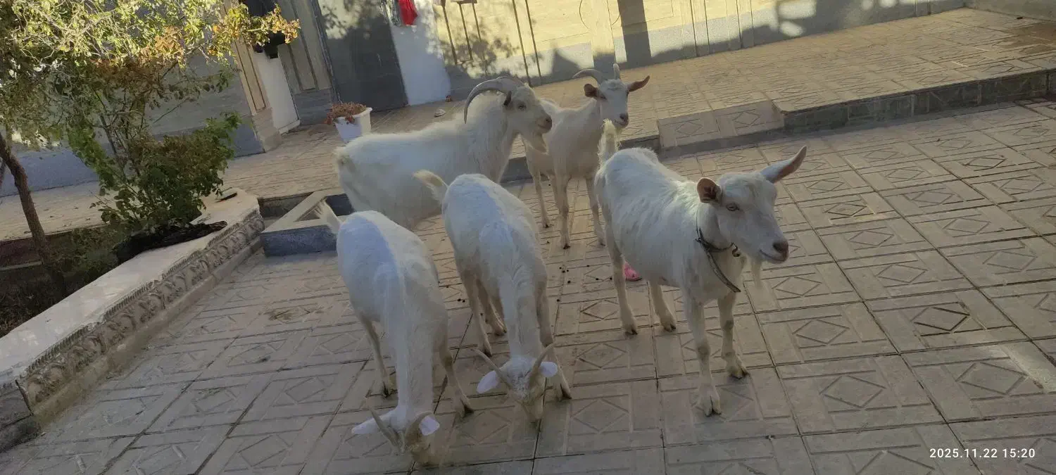 بزسانن خالص دورگ|حیوانات مزرعه|درمیان, |دیوار