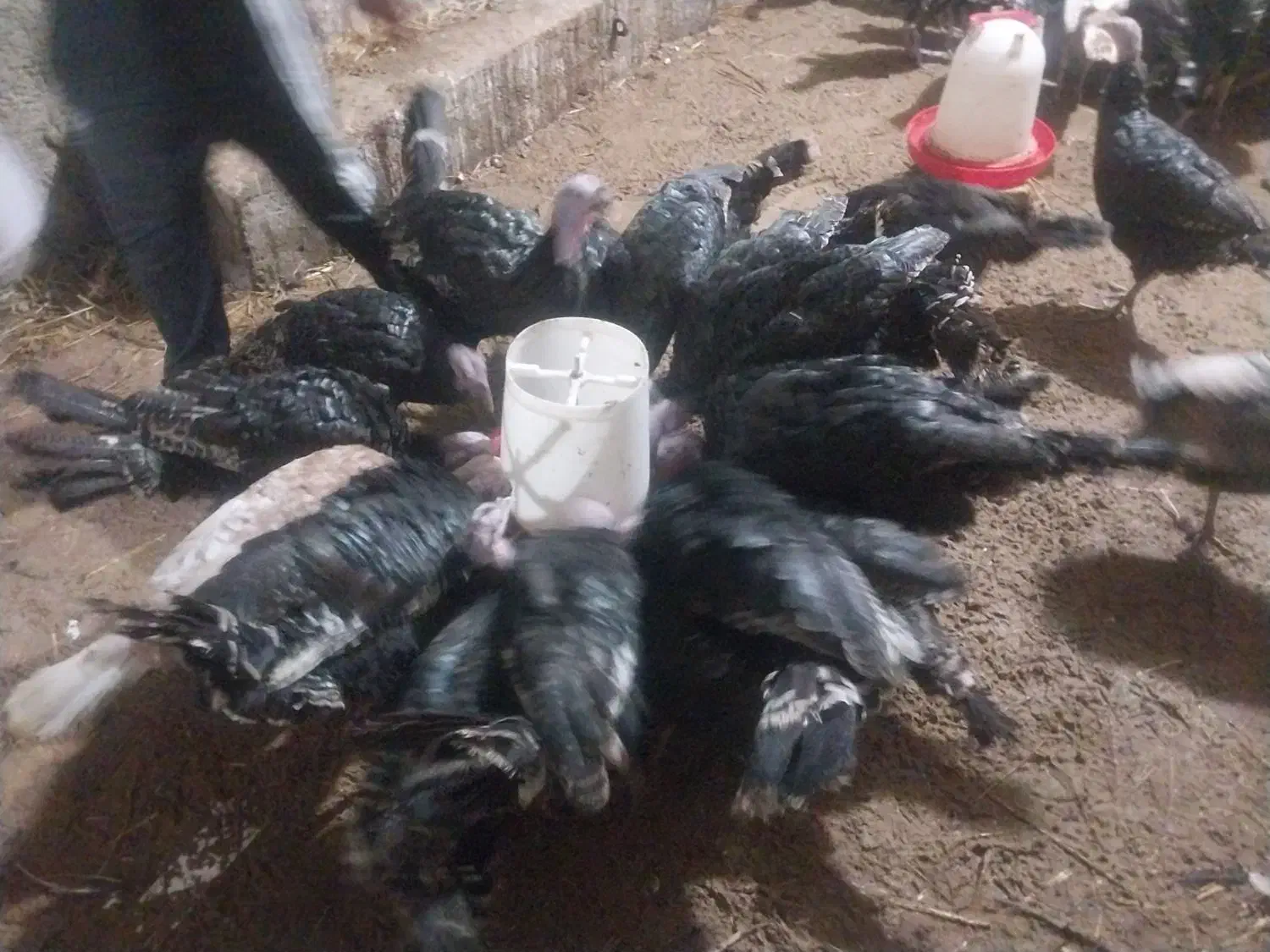 بوقلمون نر و ماده|حیوانات مزرعه|نوشین شهر, |دیوار