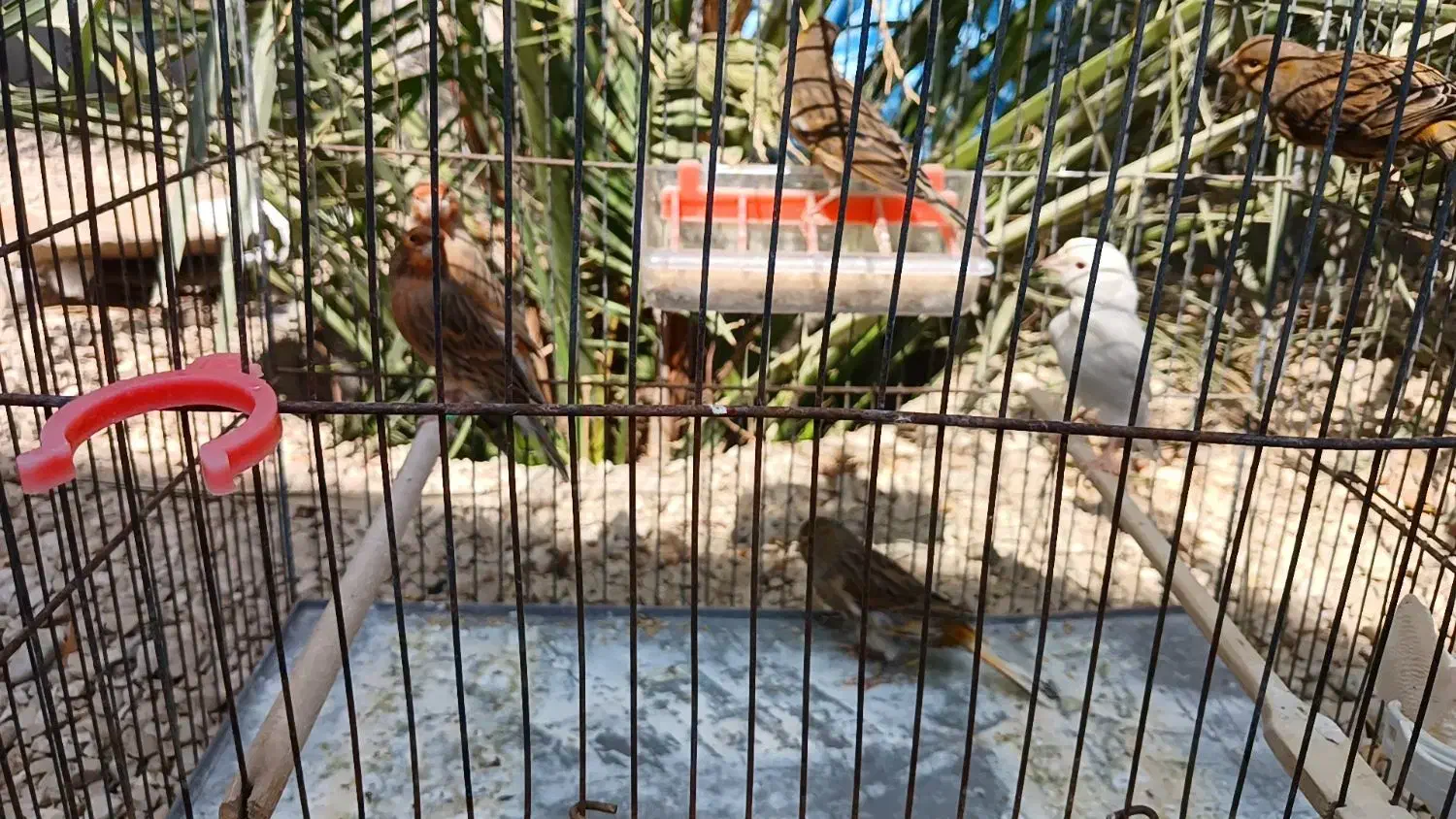 قناری نر ماده|پرنده|آبپخش, |دیوار