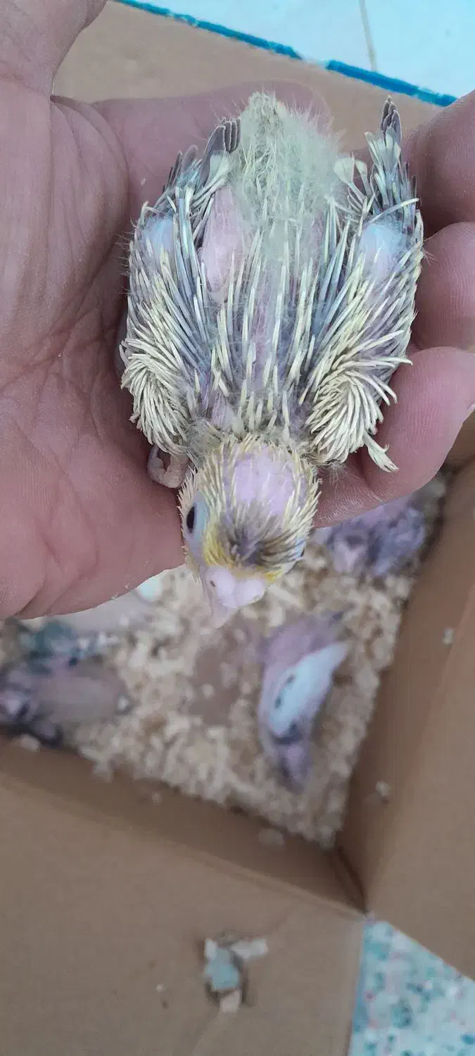 جوجه عروس هلندی سرلاکی|پرنده|داراب, |دیوار