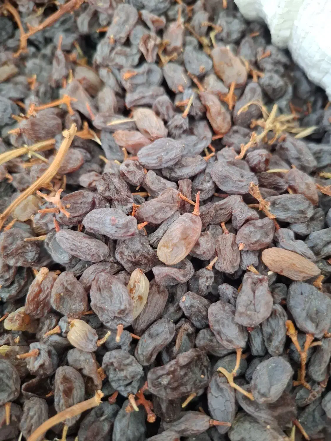 کشمش آفتابی بوانات|خوردنی و آشامیدنی|بوانات, |دیوار