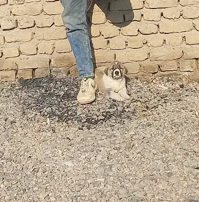 سگ گمشده|سگ|مشهد, فاطمیه|دیوار