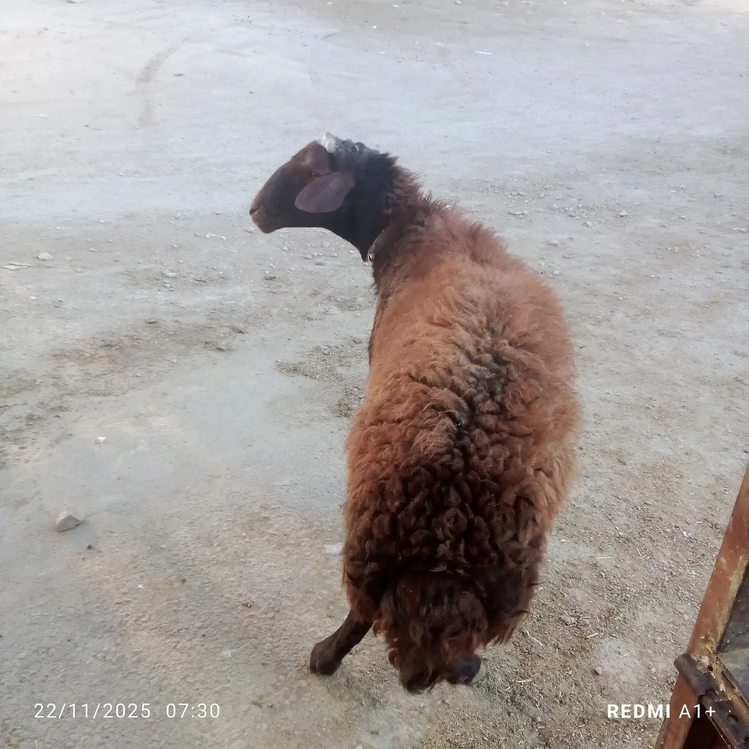 قوچ چهار دندون گله گرد درجه یک|حیوانات مزرعه|سرولایت, |دیوار