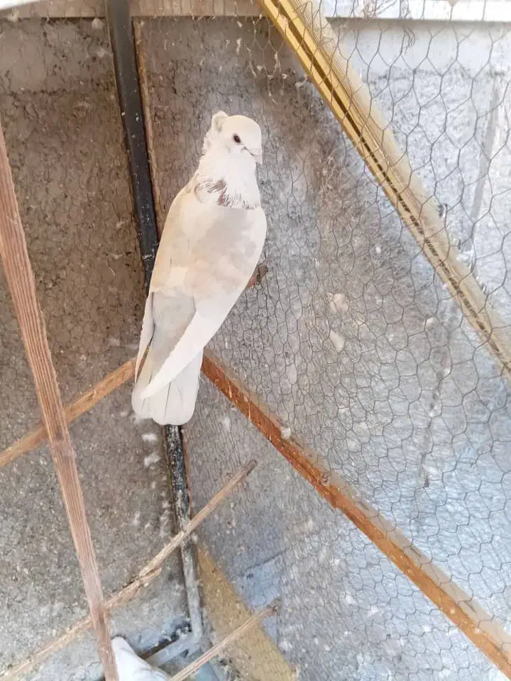 کفتر خوب|پرنده|ری, شهادت|دیوار