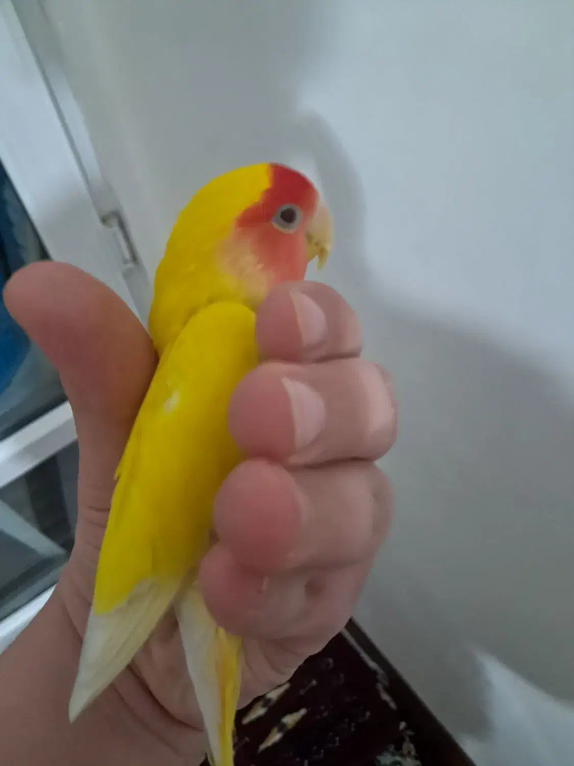 طوطی برزیلی صورت هلویی آماده|پرنده|کرج, فاز ۴ مهرشهر|دیوار