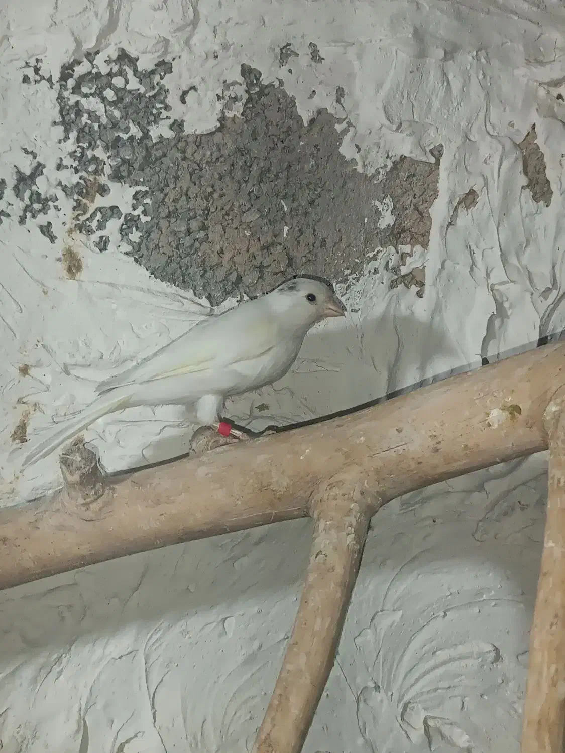 قناری ماده|پرنده|کهریزک, |دیوار