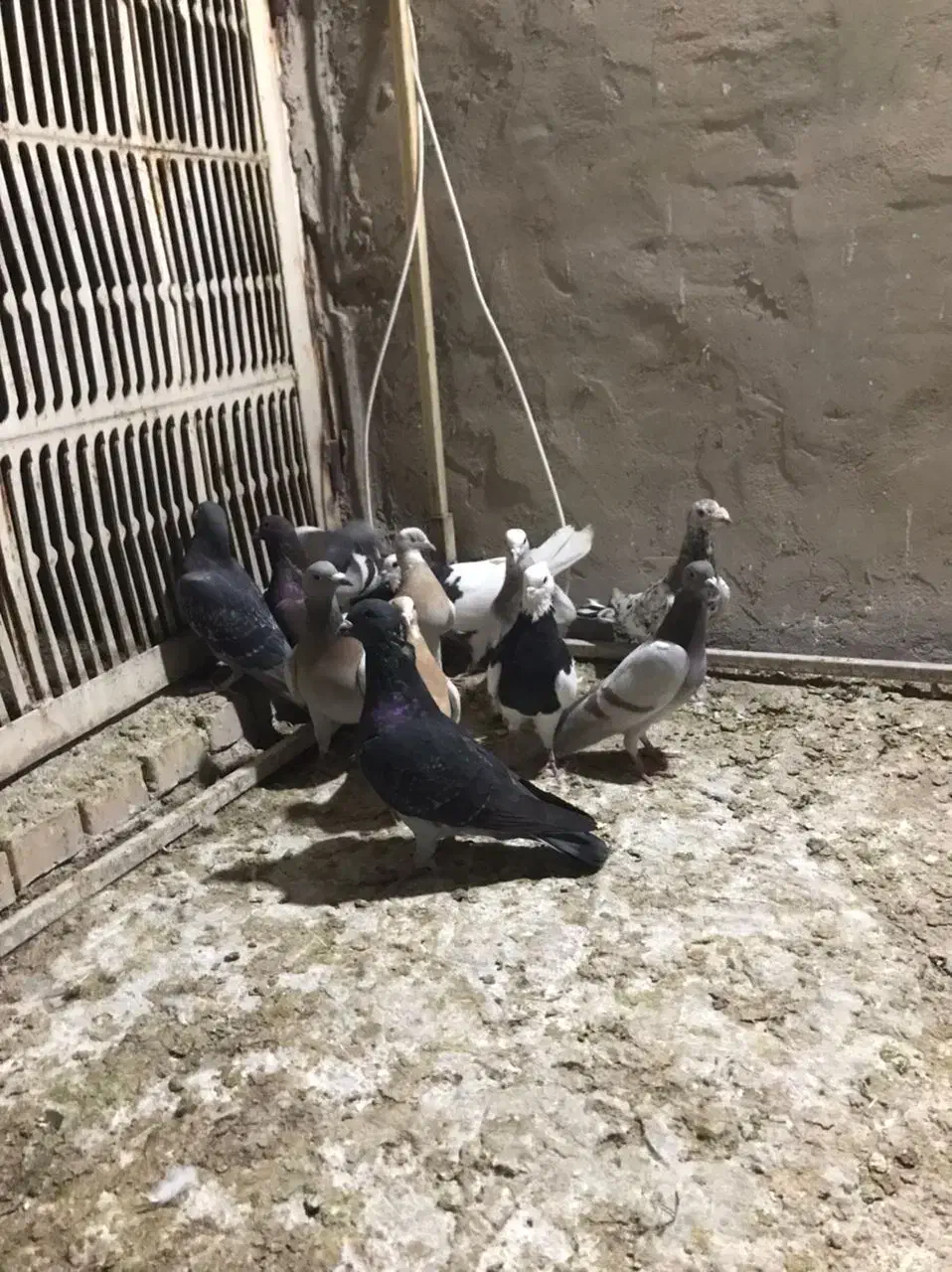 کبوتر دورگ|پرنده|بهبهان, |دیوار