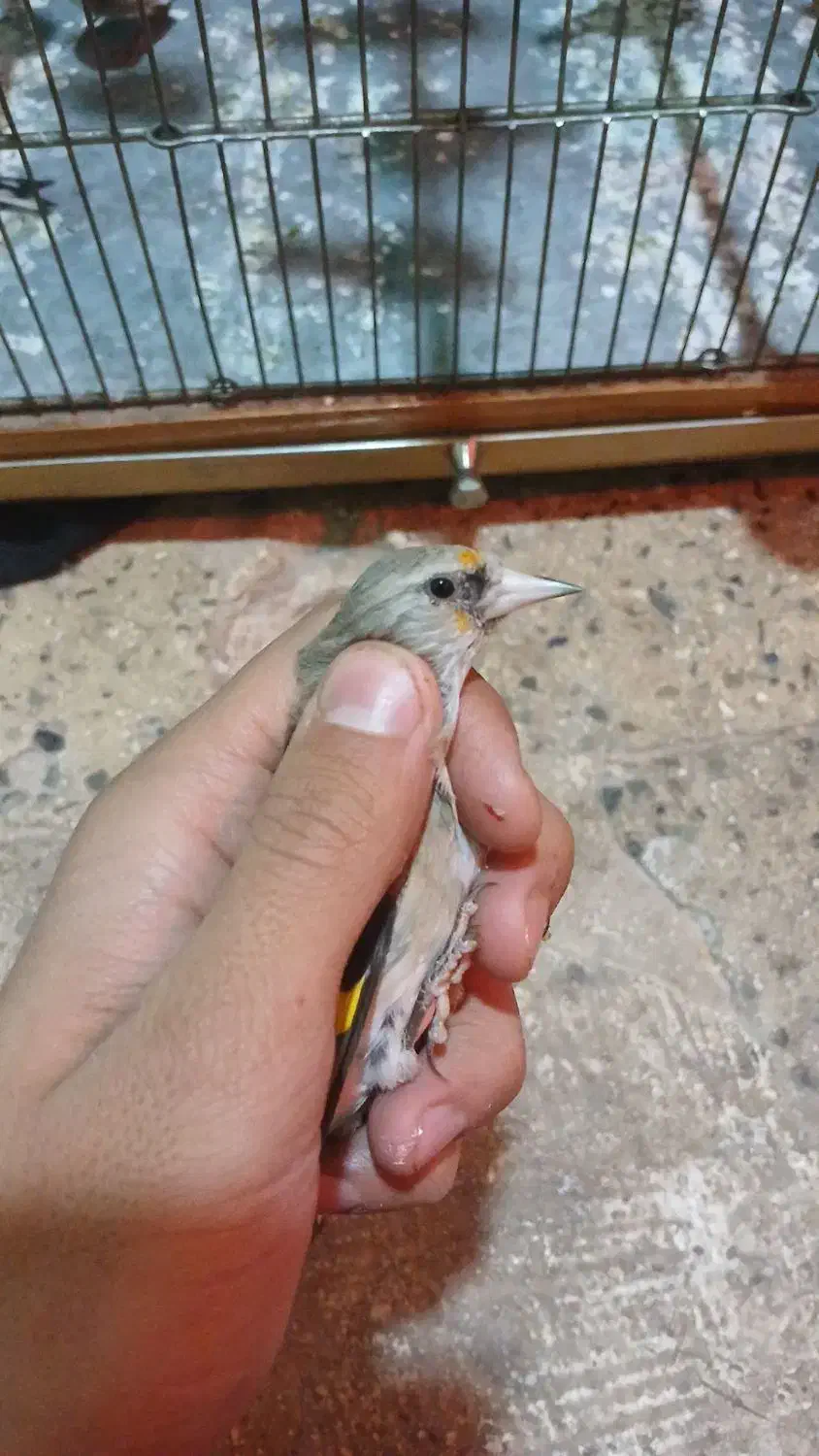 سهره کرمونی|پرنده|ری, صفاییه (چشمه علی)|دیوار