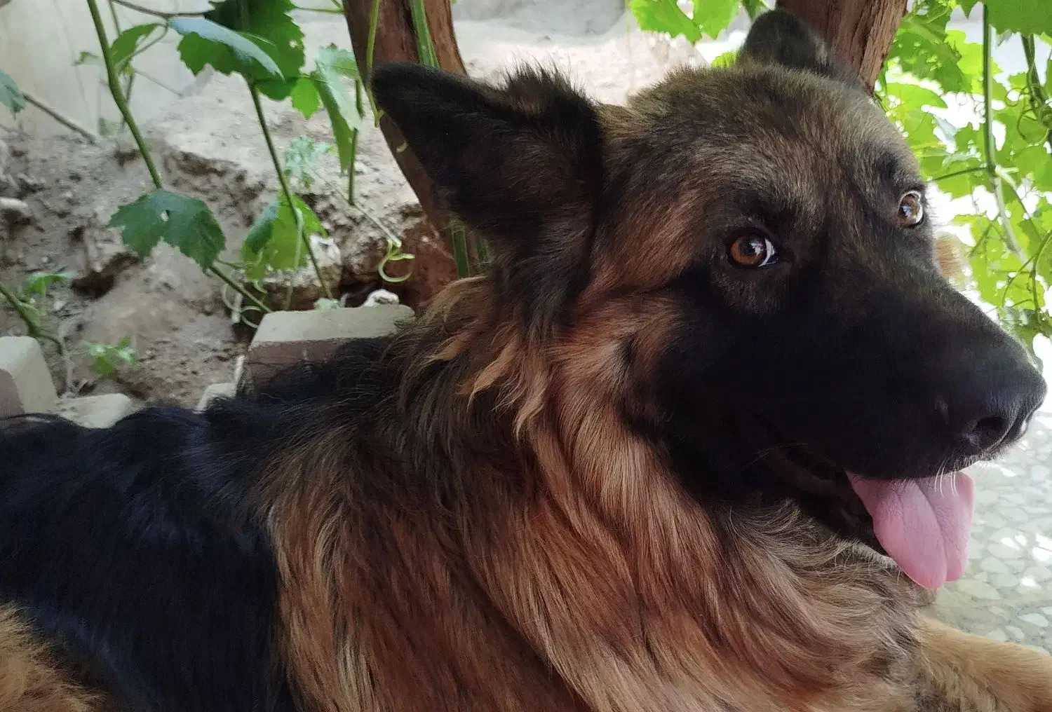 گم شدن سگ ژرمن نر|سگ|ری, علایین|دیوار