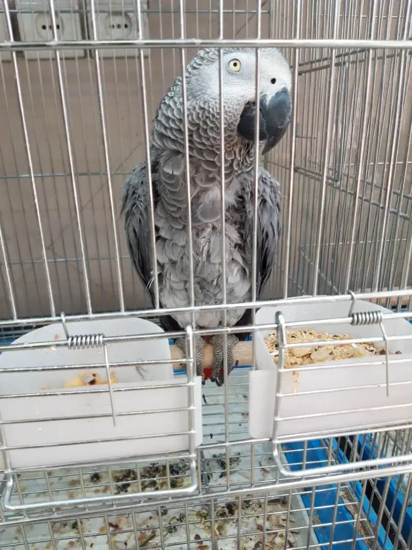 کاسکو ماده با استعدادفوق العاده کلام بالا حلقه پا|پرنده|تهران, اسکندری|دیوار