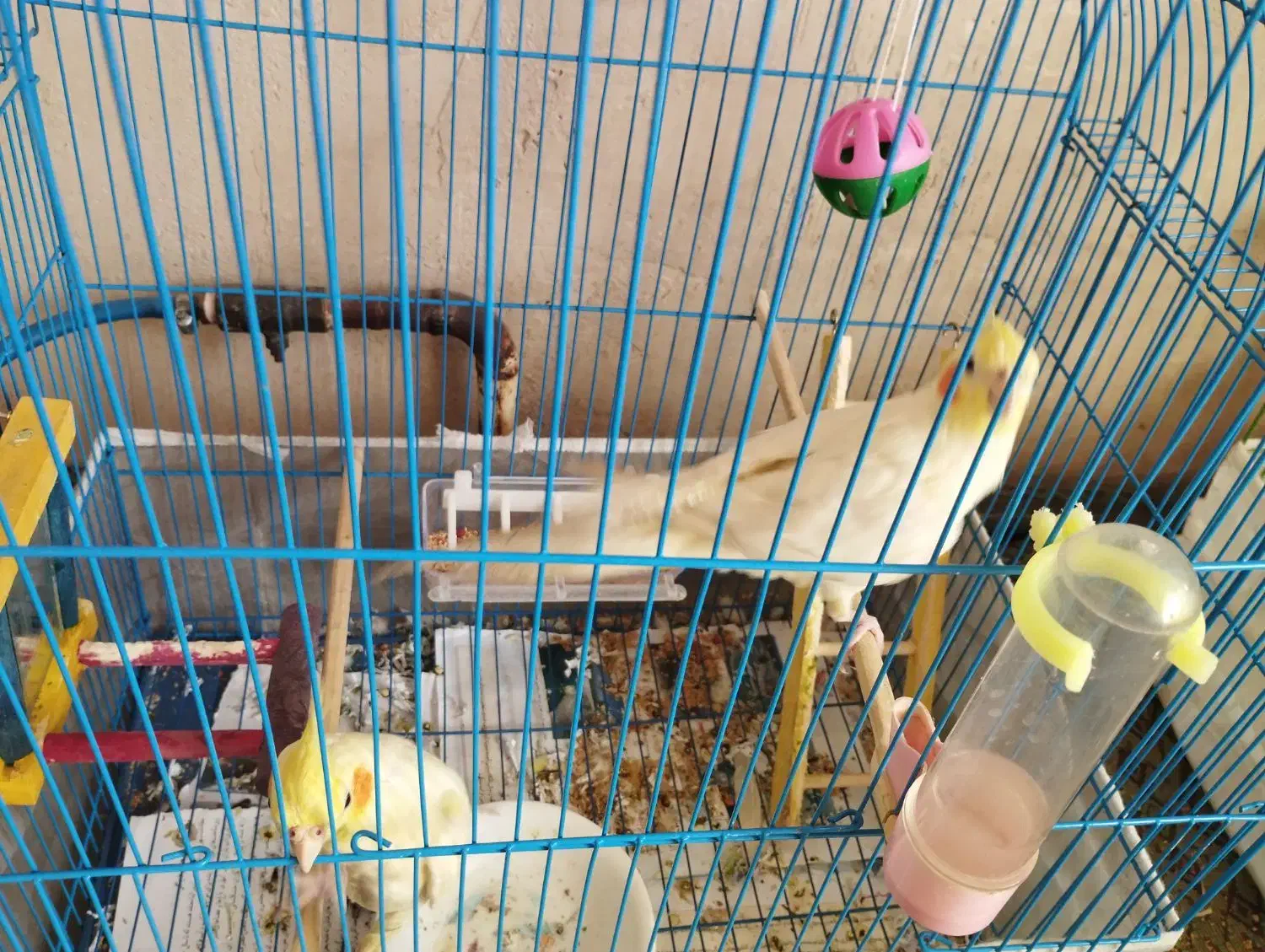 عروس هلندی|پرنده|مرند, |دیوار