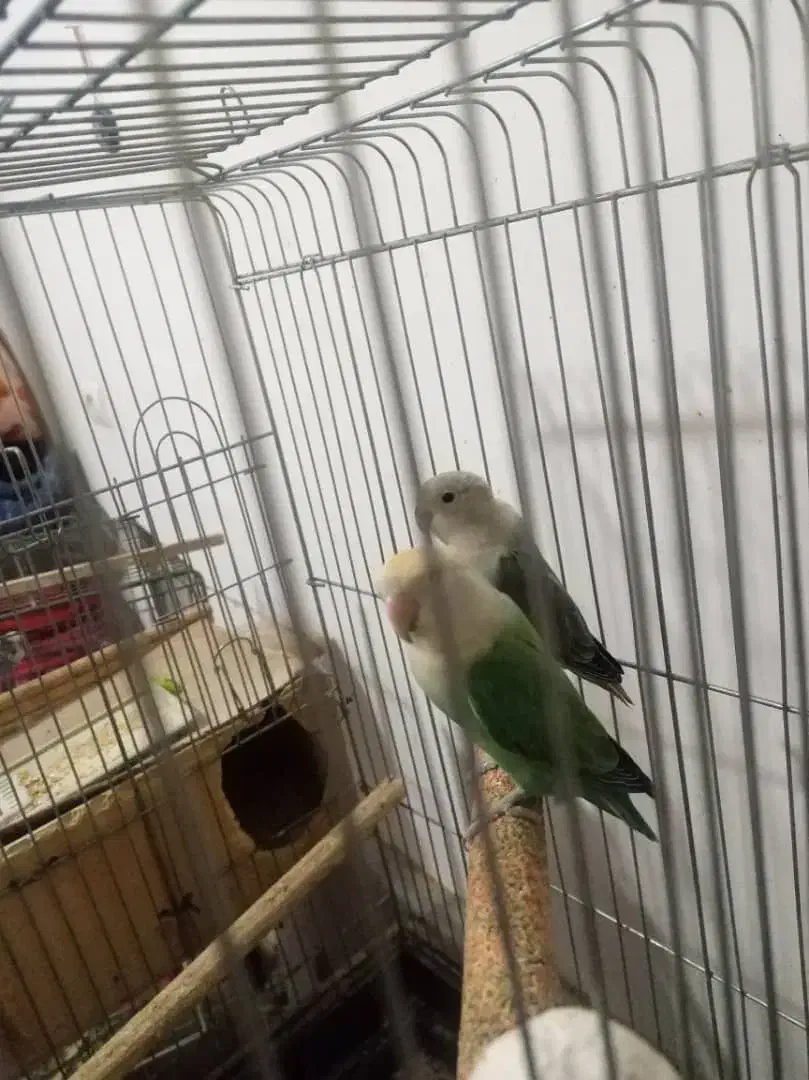 دوتا طوطی|پرنده|رباطکریم, رباطکریم|دیوار