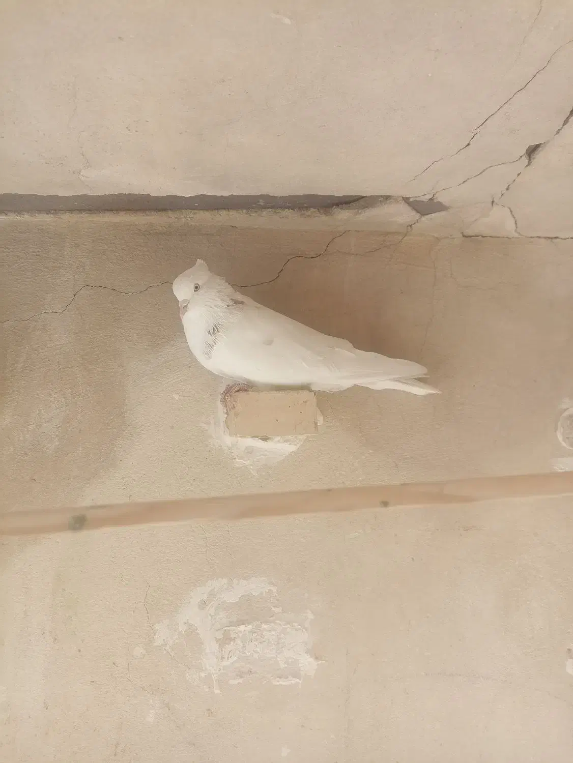 حرف ندارن|پرنده|دهلران, |دیوار