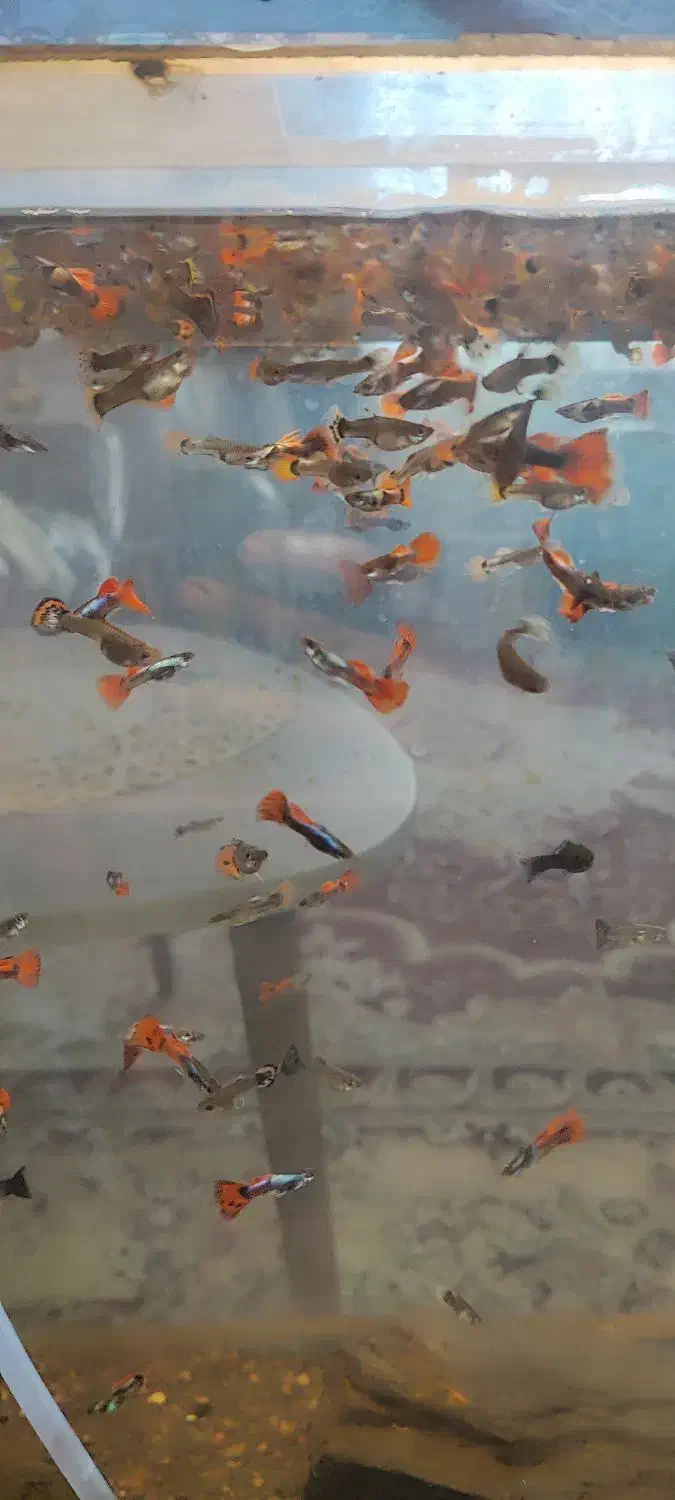 ماهی گوپی|ماهی|مشهد, شهرک شهید باهنر|دیوار