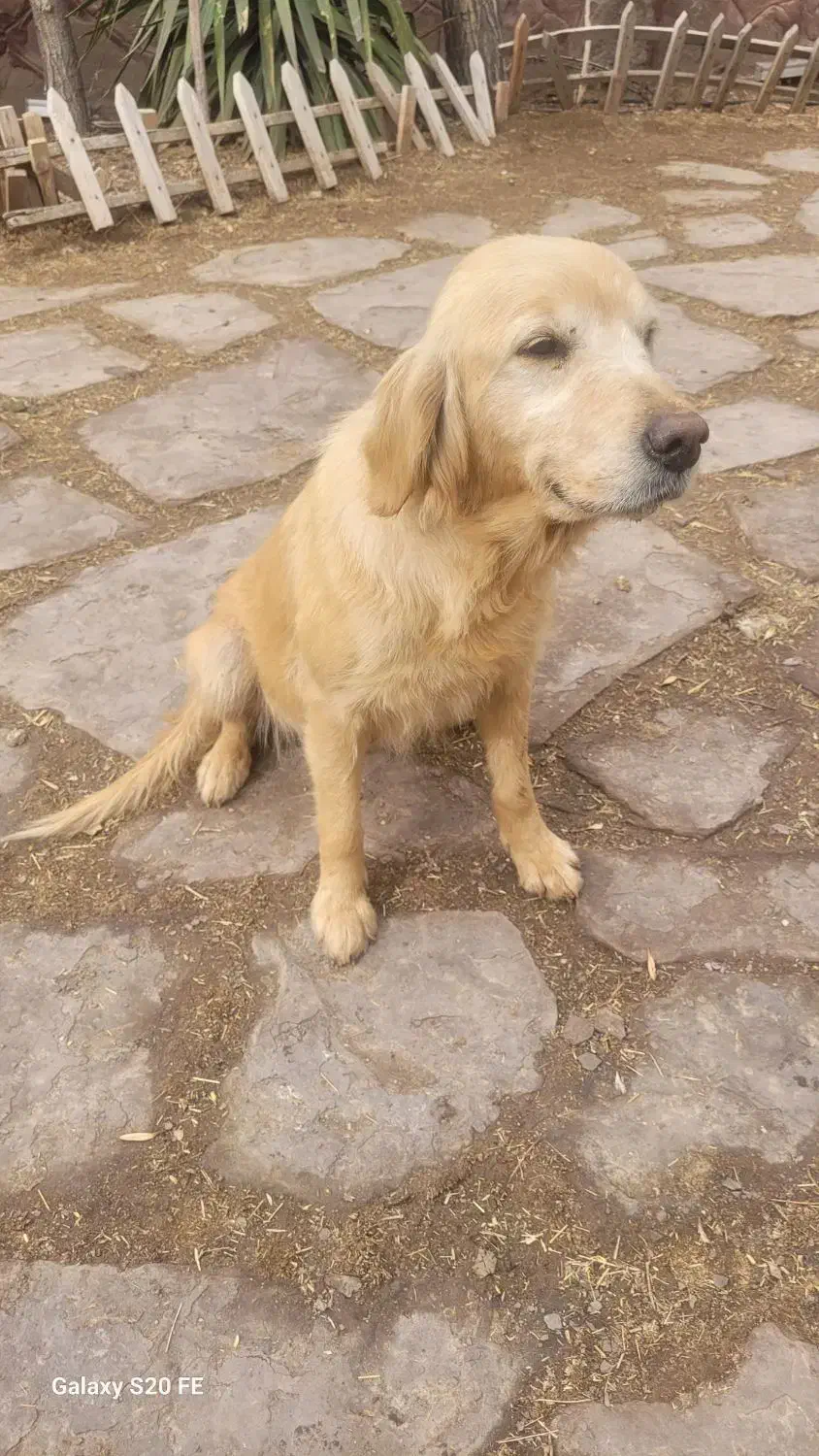 گولدن‌ یکساله|سگ|دماوند, دماوند|دیوار