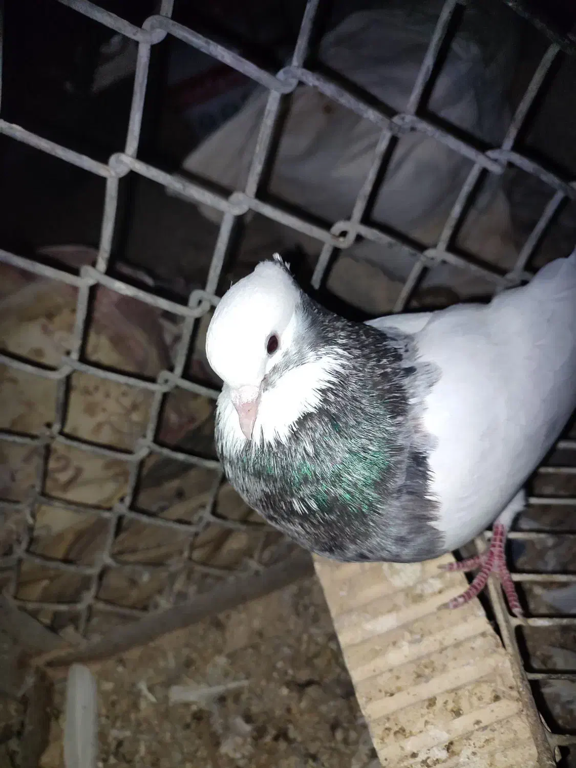 طوقی|پرنده|مهر, |دیوار