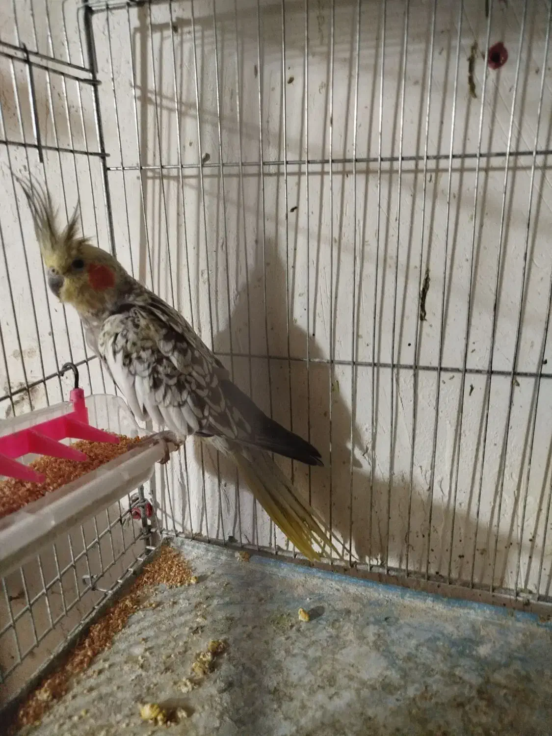 یک عدد عروس هلندی نرآماده آماده|پرنده|نقده, |دیوار