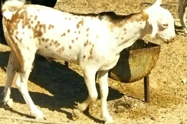 گیسه کوچک و نری فهل|حیوانات مزرعه|قشم, |دیوار