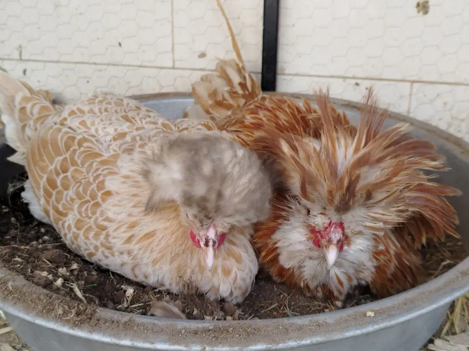 تخم مرغ نطفه دار نژاد پولند|حیوانات مزرعه|قم, علی آباد سعدگان|دیوار