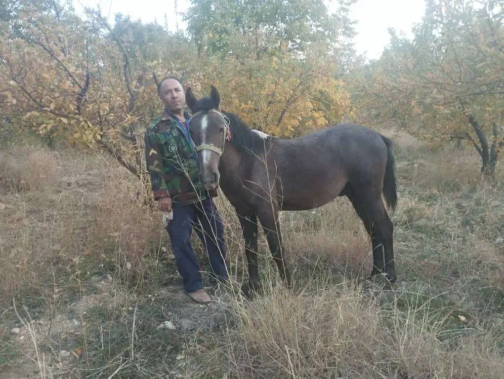 اسب نریون ترکی|اسب و تجهیزات اسب‌سواری|سپیدان, |دیوار