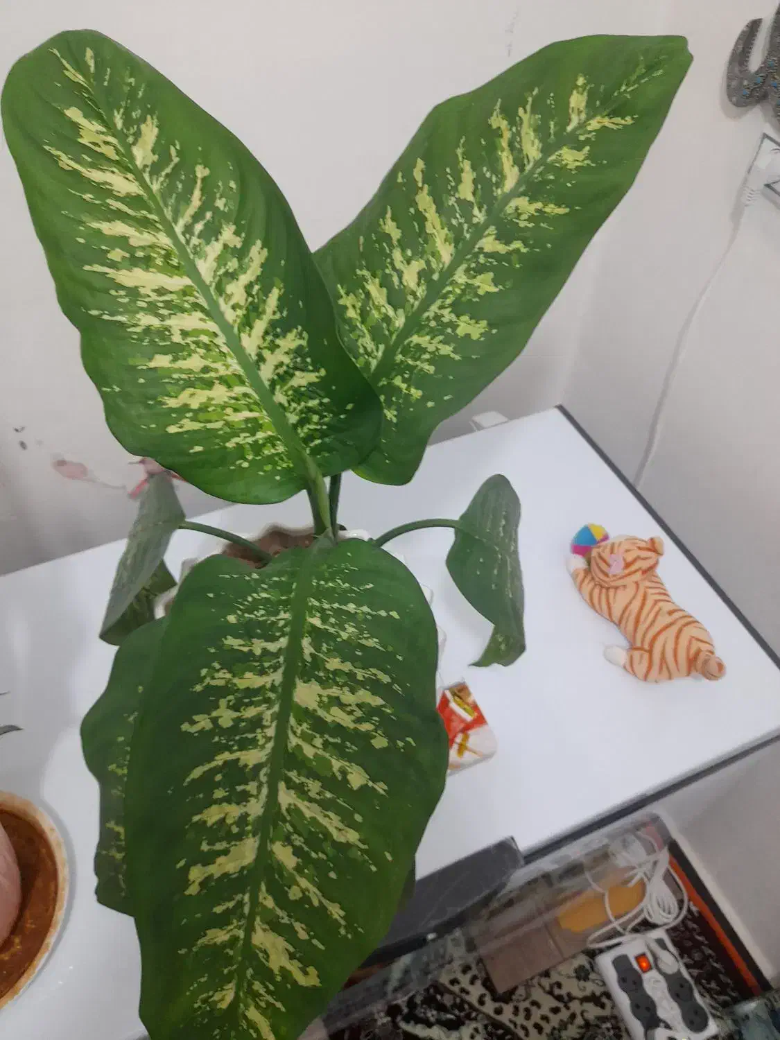 گل دیفن|گل و گیاه طبیعی|ایلام, |دیوار