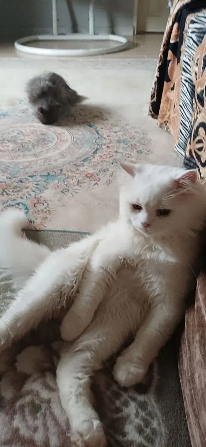 گربه پرشین نر یک سال و نیمه|گربه|تنکابن, |دیوار