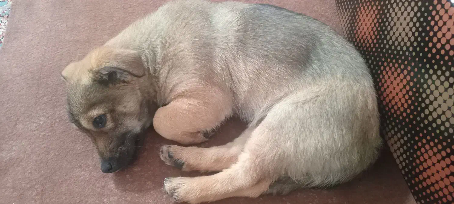 فروش پاپر|سگ|کامیاران, |دیوار