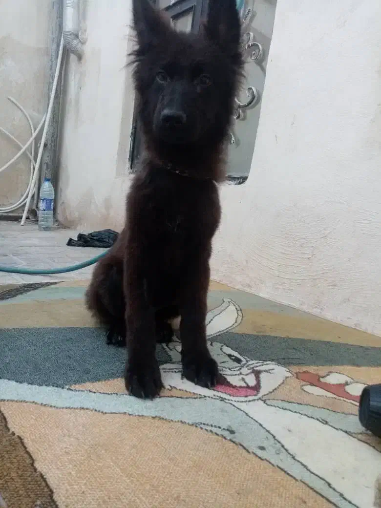 سگ ژرمن بلک|سگ|شیراز, سیاه سنگ|دیوار