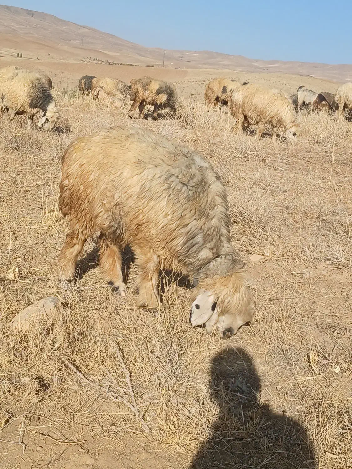 دو رتس شیشک ترکی|حیوانات مزرعه|الیگودرز, |دیوار