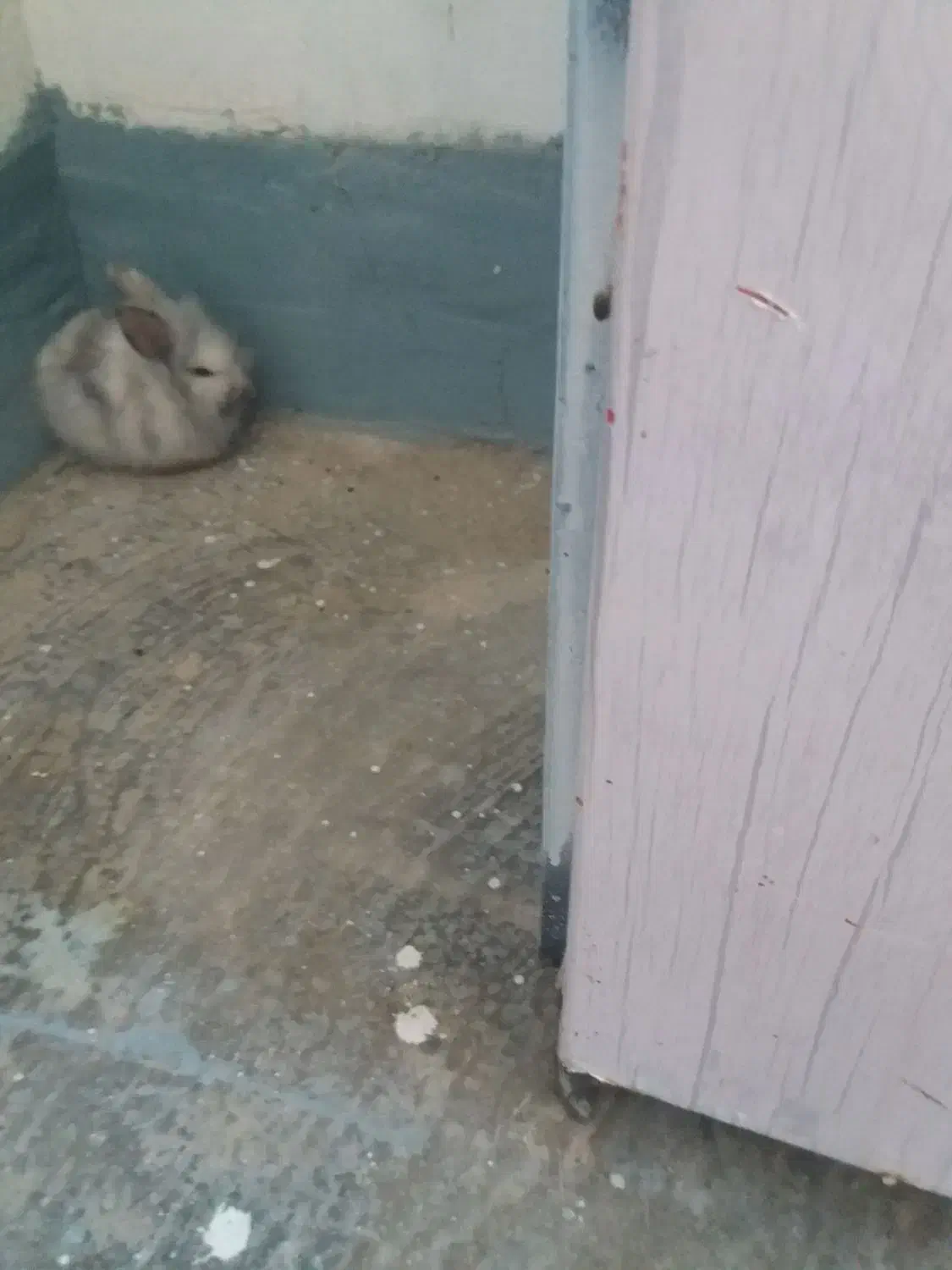 خرگوش|موش و خرگوش|بهبهان, |دیوار