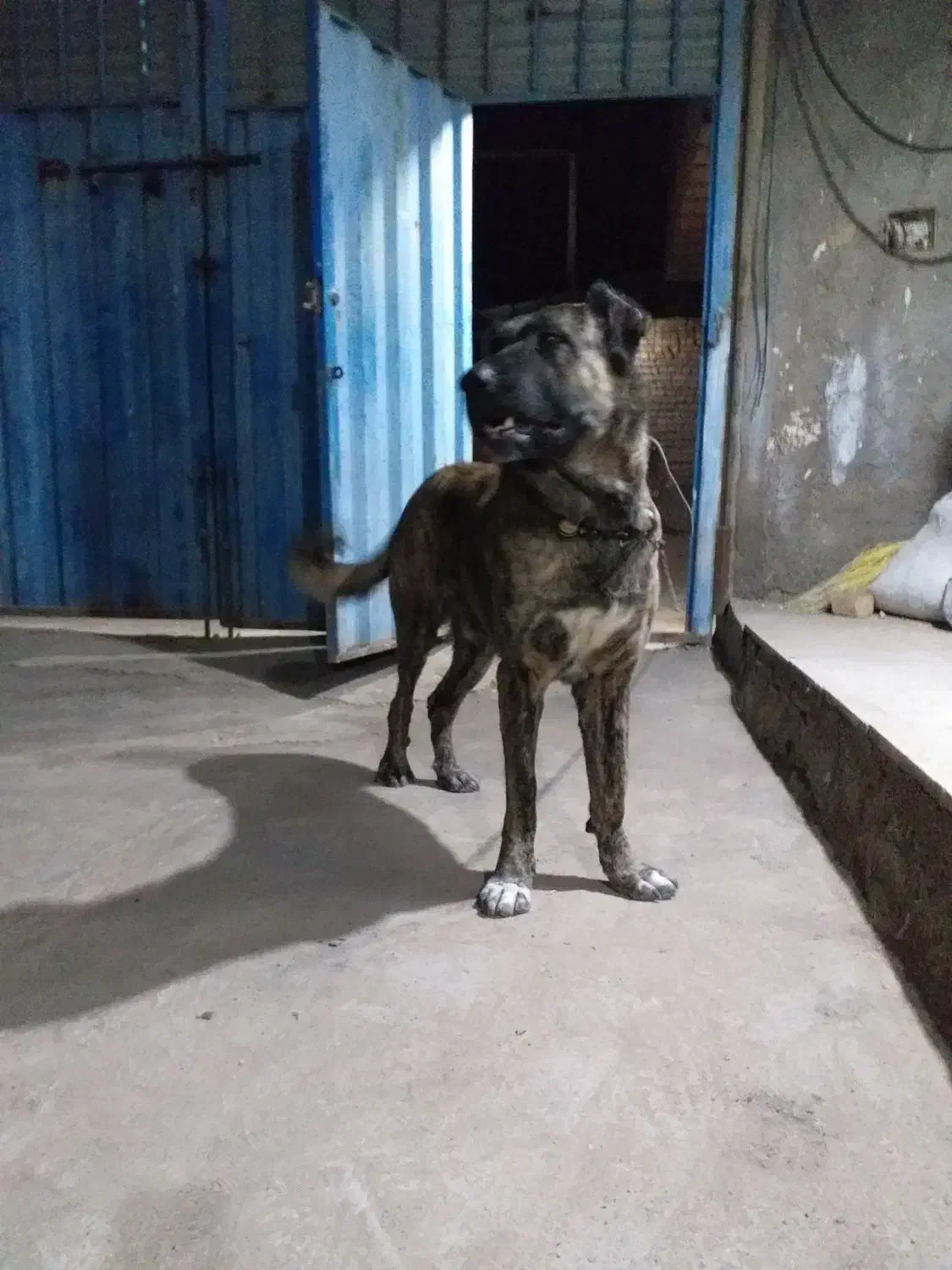 سگگله|سگ|قم, قلعه صدری|دیوار