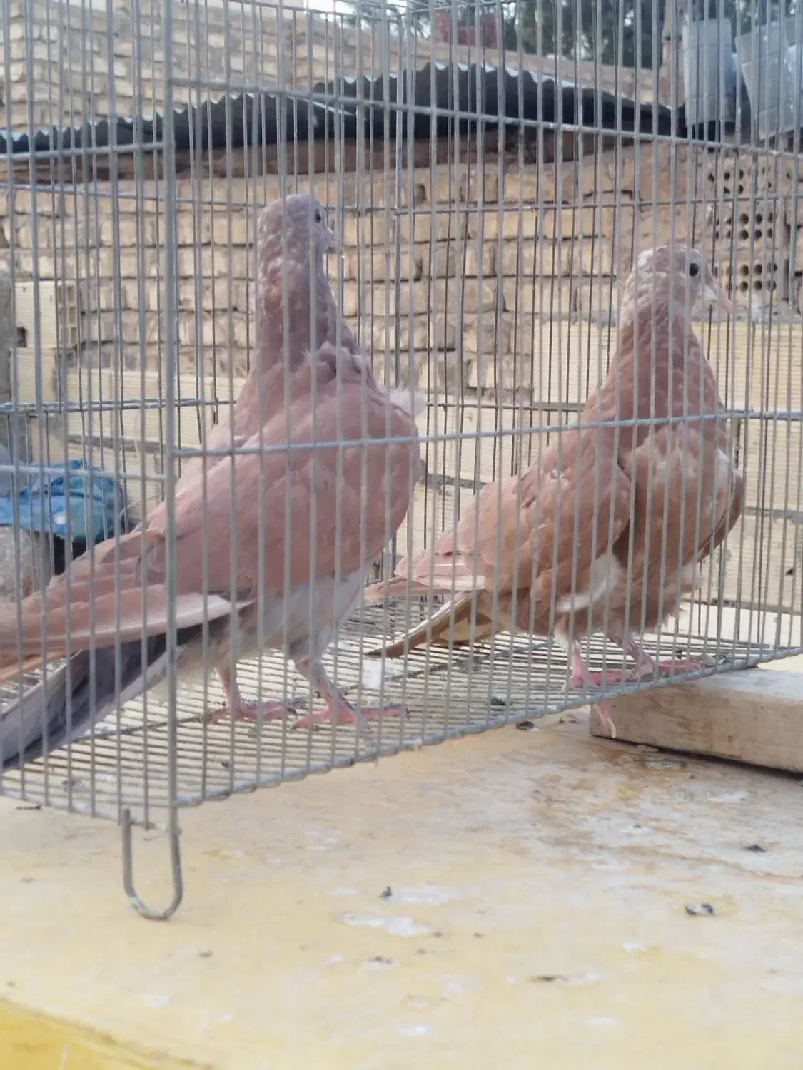 کبوتر دمگیر|پرنده|اصفهان, باتون|دیوار