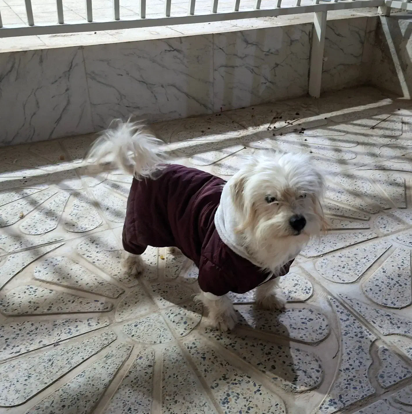 واگذاری شیتزو‌ تریر ۲.۵ ساله|سگ|قزوین, |دیوار