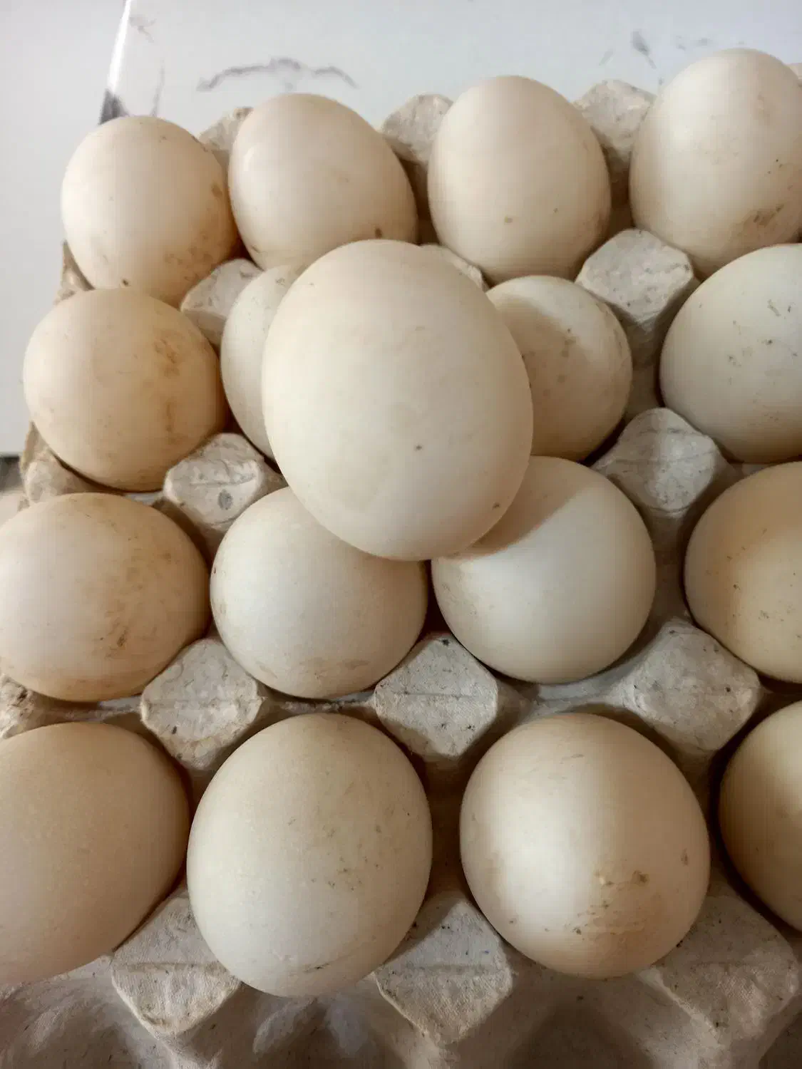 تخم اردک|حیوانات مزرعه|بومهن, |دیوار