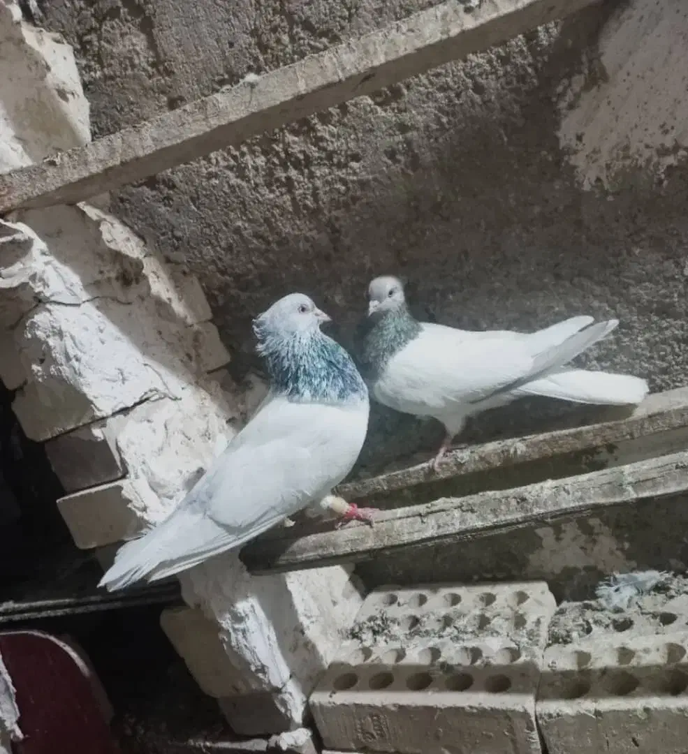 کله الماسی|پرنده|کرخه, |دیوار