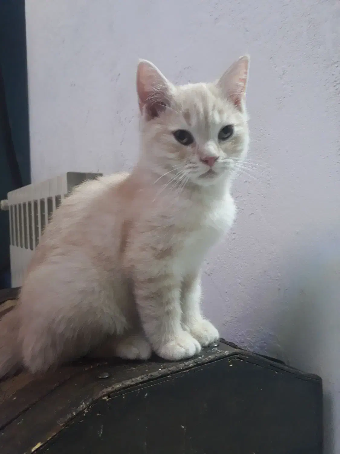 گربه بریتیش گلد و سیلور|گربه|تهران, پرستار|دیوار