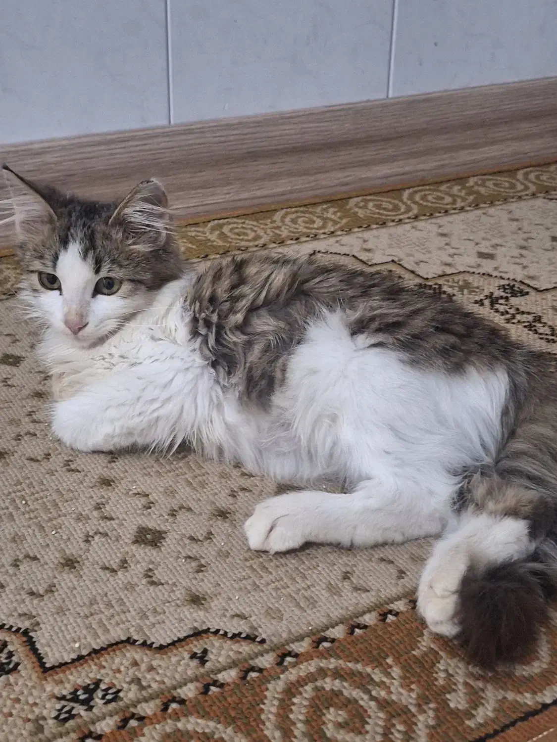 دوتا گربه خونگی|گربه|رشت, رودبارتان|دیوار