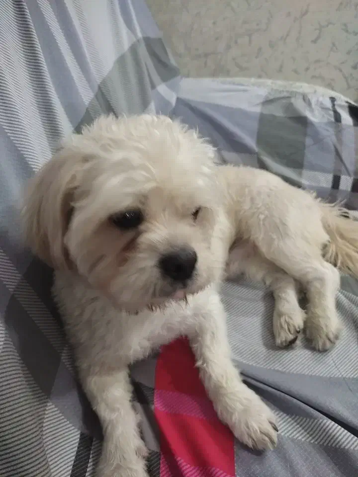 شیتزو تریر ی دختر و پسر دارم|سگ|گرگان, |دیوار