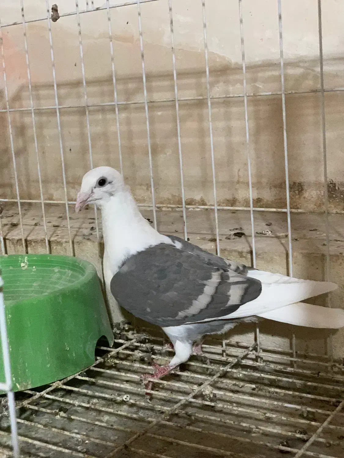 کبوتر پشتی|پرنده|برازجان, |دیوار