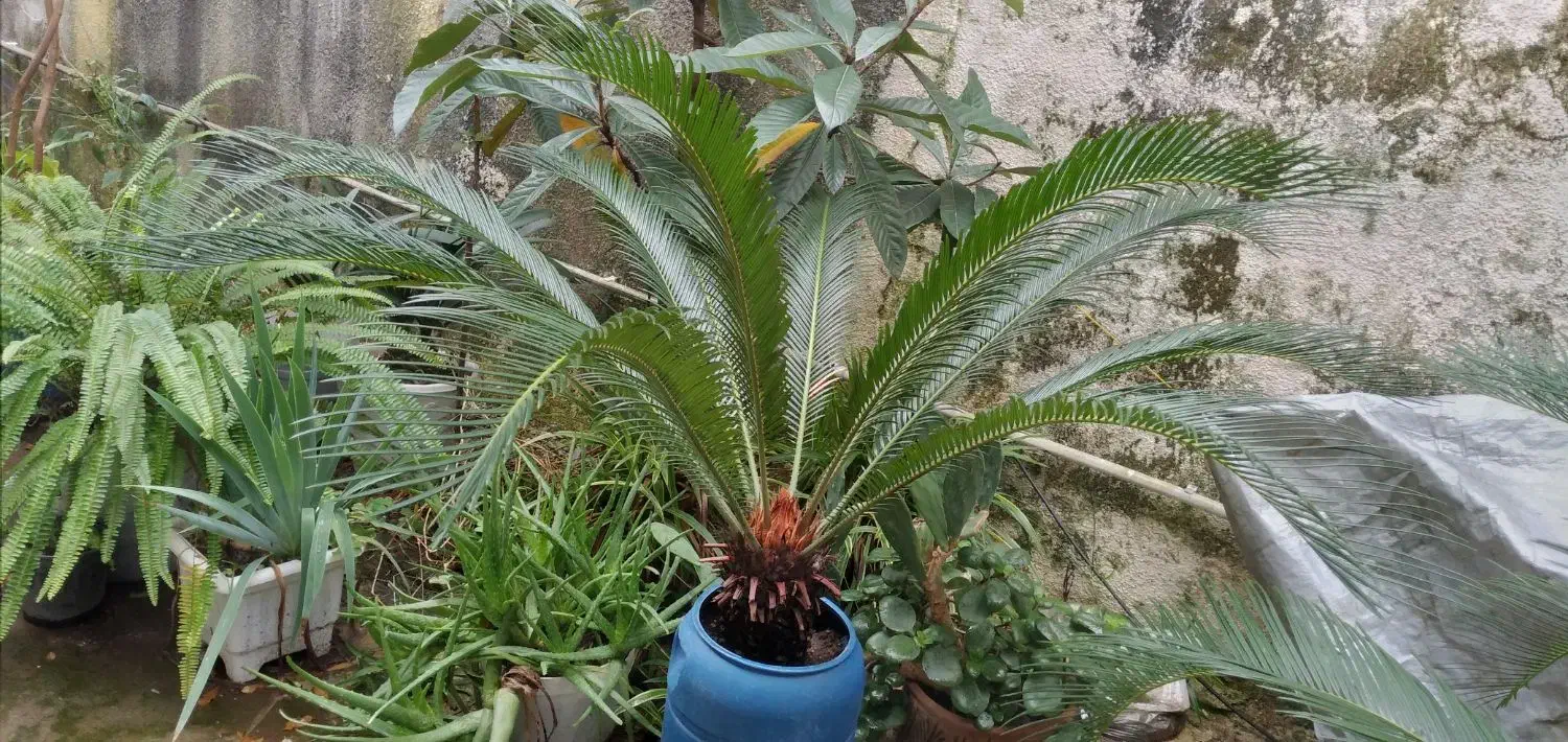 سیکاس بیش از ۱۰ سال|گل و گیاه طبیعی|بندر انزلی, تهران|دیوار