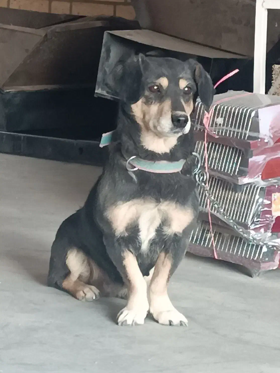 سگ پاکوتاه حرف گوش کن|سگ|اراک, |دیوار