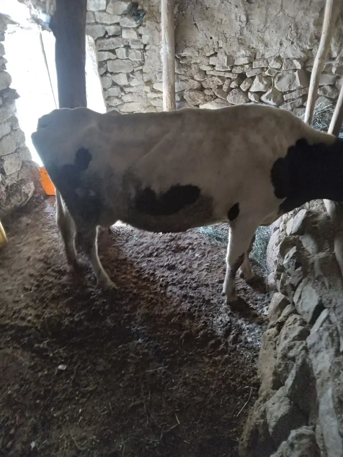 گاوشیری|حیوانات مزرعه|صومای برادوست, |دیوار