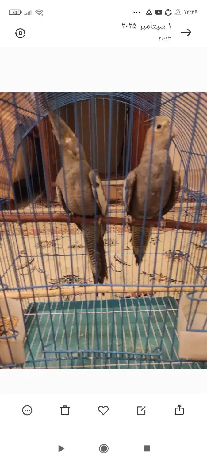 عروس هلندی گمشده|حیوانات|بروجرد, |دیوار