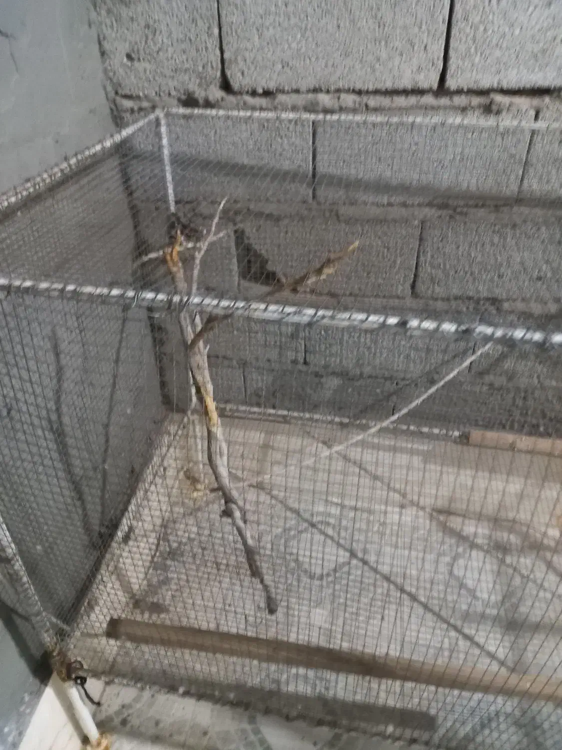 قفس پرنده محکم|لوازم جانبی حیوانات|سیرجان, |دیوار