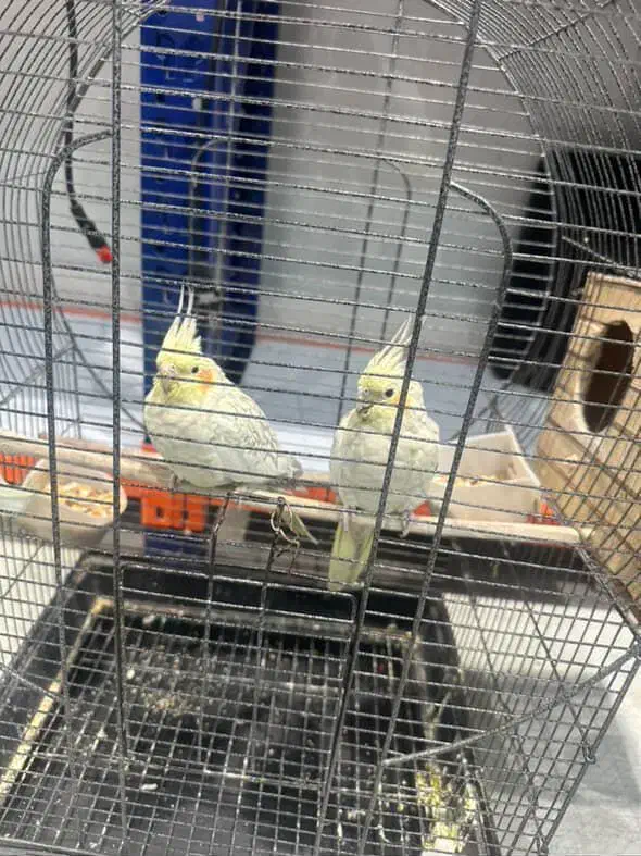 عروس هلندی نر و ماده|پرنده|ری, دیلمان|دیوار