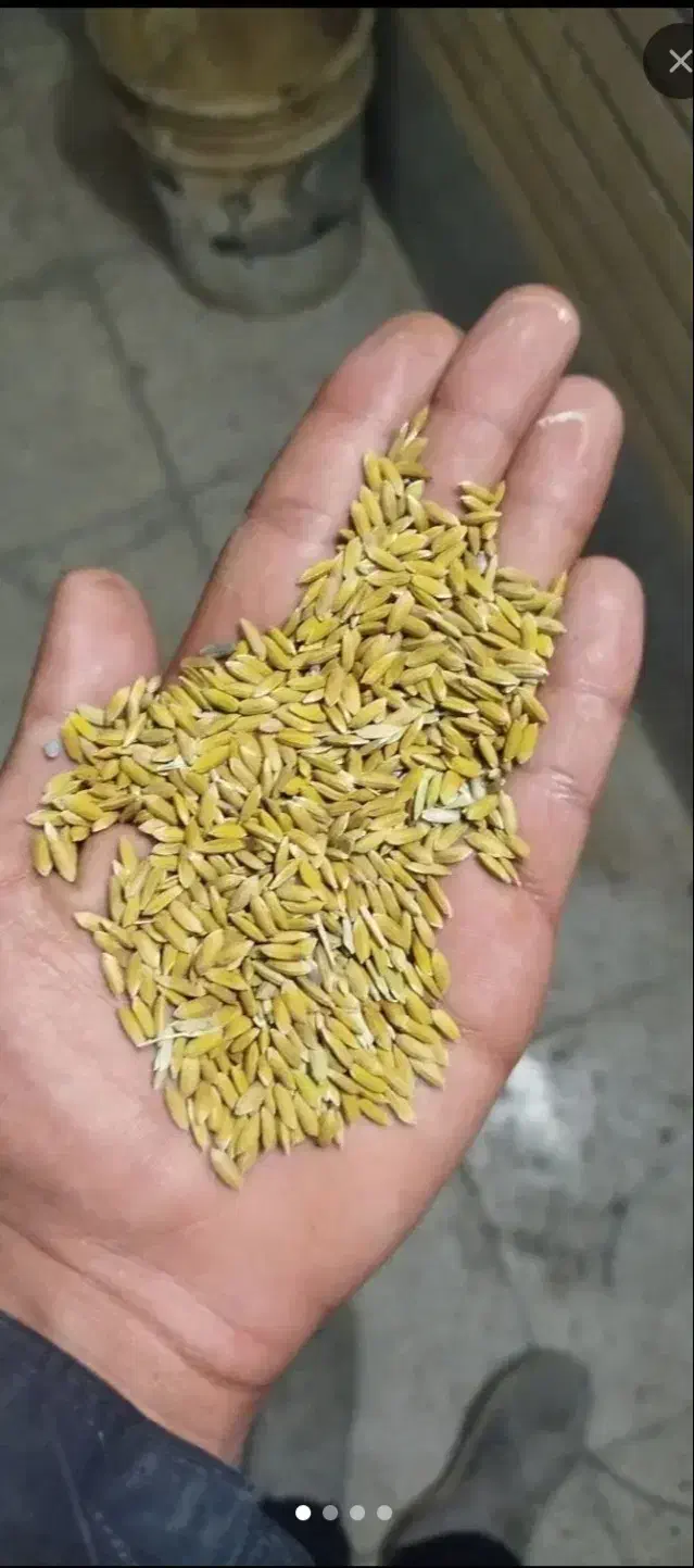 چلتوک برج لنجان|خوردنی و آشامیدنی|مبارکه, |دیوار