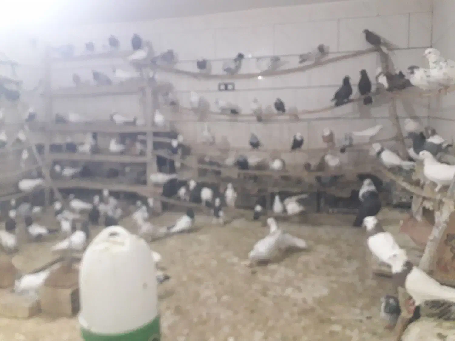 انواع کبوتر|پرنده|سنندج, |دیوار