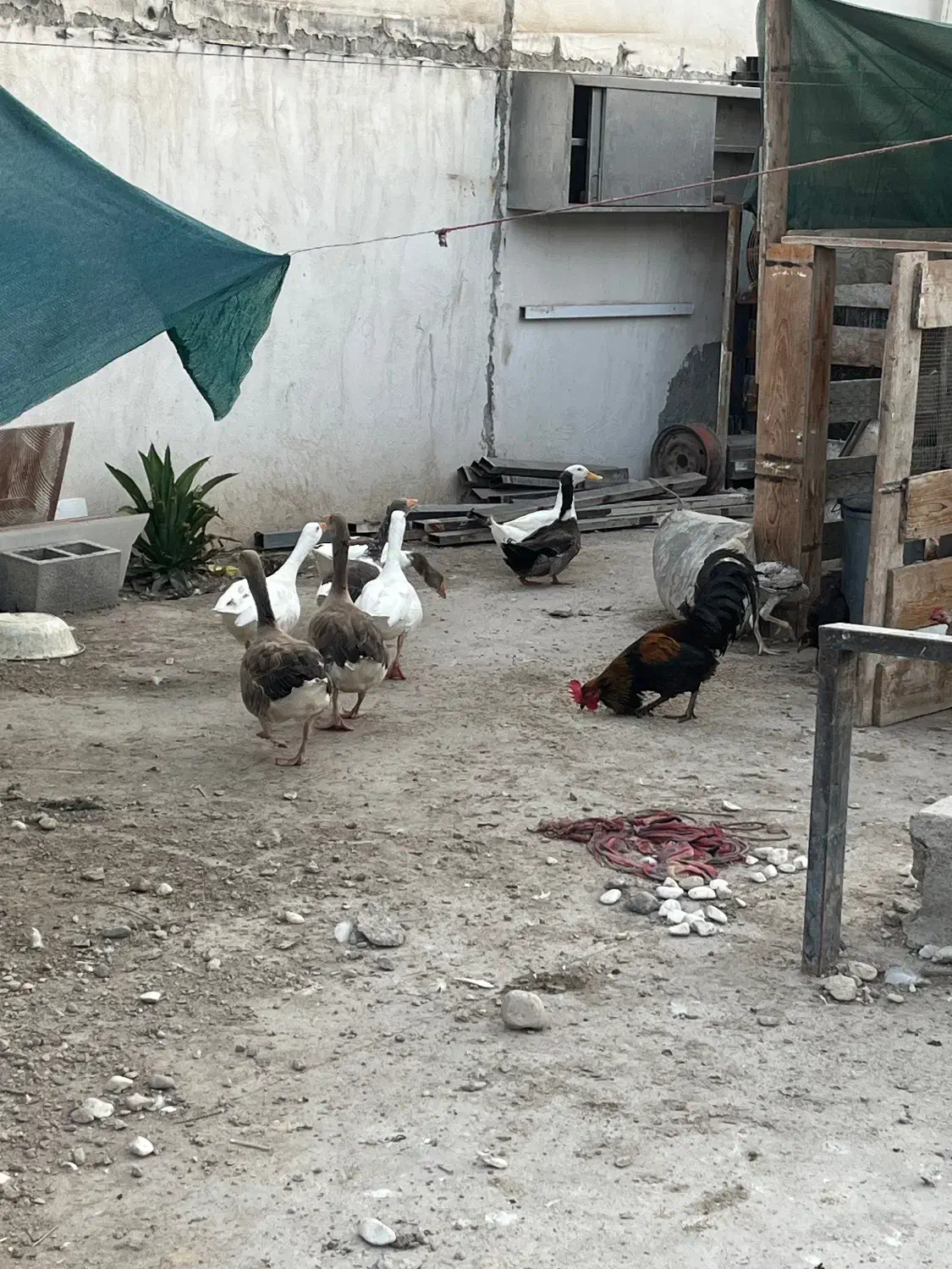 ۳ جفت غاز بالغ و سالم و ی جفت اردک فروش فوری|حیوانات مزرعه|بندرعباس, |دیوار