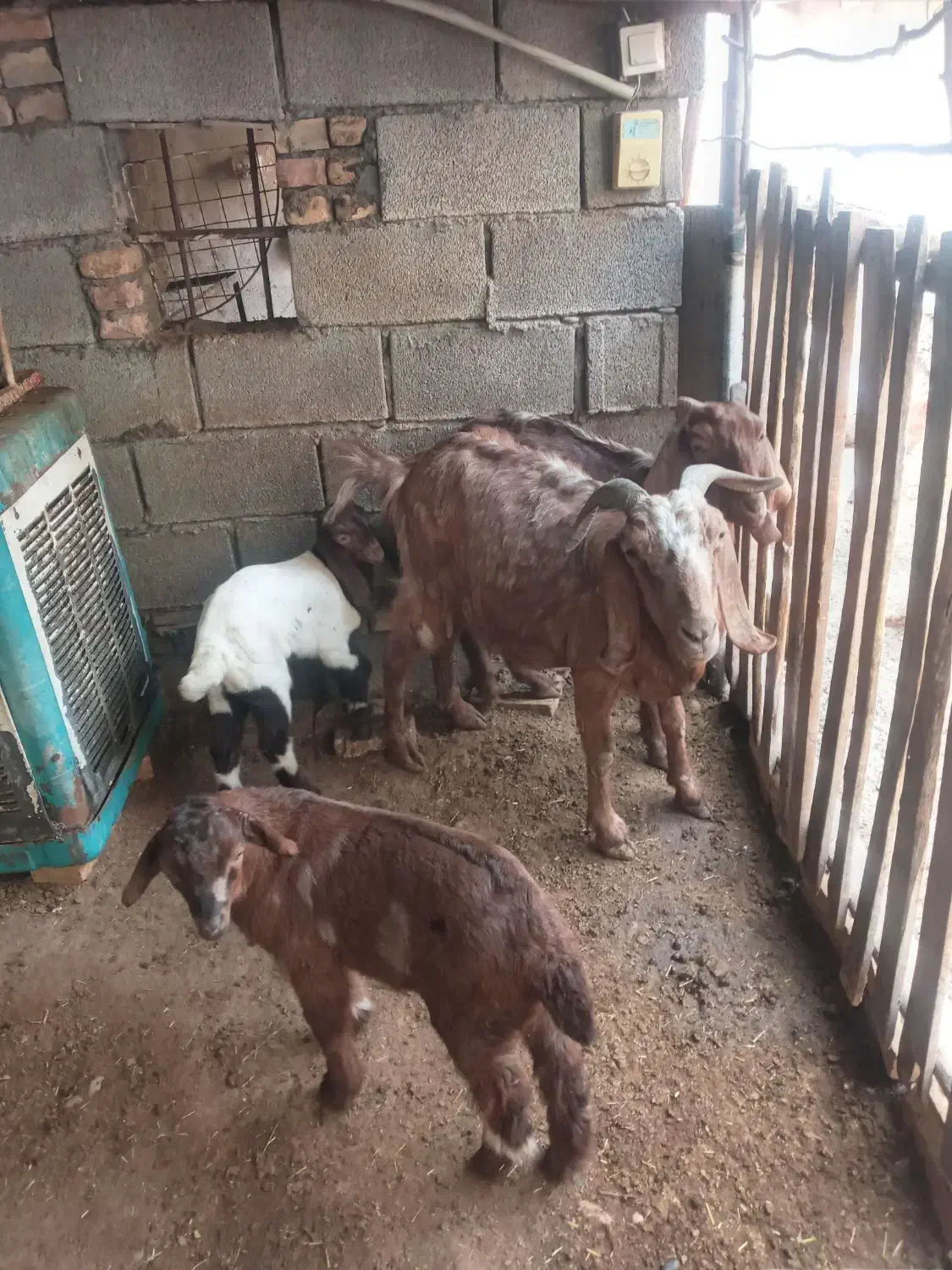 بز بابزغاله|حیوانات مزرعه|شوش, |دیوار