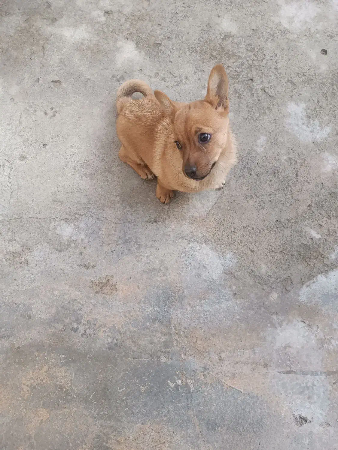 سگ ماده|سگ|مشهد, کارگران|دیوار